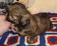 Watson , a male Shih Tzu for sale in Connersville, IN – 6 of 8