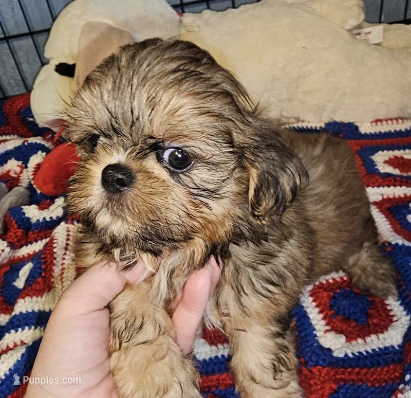 Flashy – Shih Tzu puppy for sale in Connersville, IN