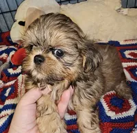 Spunky, a male Shih Tzu for sale in Connersville, IN – 1 of 8