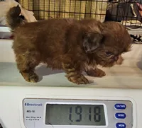 Flame, a male Shih Tzu for sale in Connersville, IN – 7 of 8