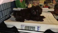 Chocolate , a male Shih Tzu for sale in Connersville, IN – 3 of 7