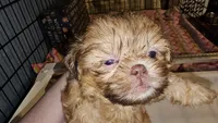 AKC red cream , a male Shih Tzu for sale in Connersville, IN – 3 of 3