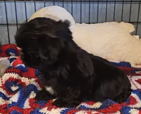 Shadow , a male Shih Tzu for sale in Connersville, IN – 4 of 5