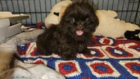 Hershey , a female Shih Tzu for sale in Connersville, IN – 2 of 5