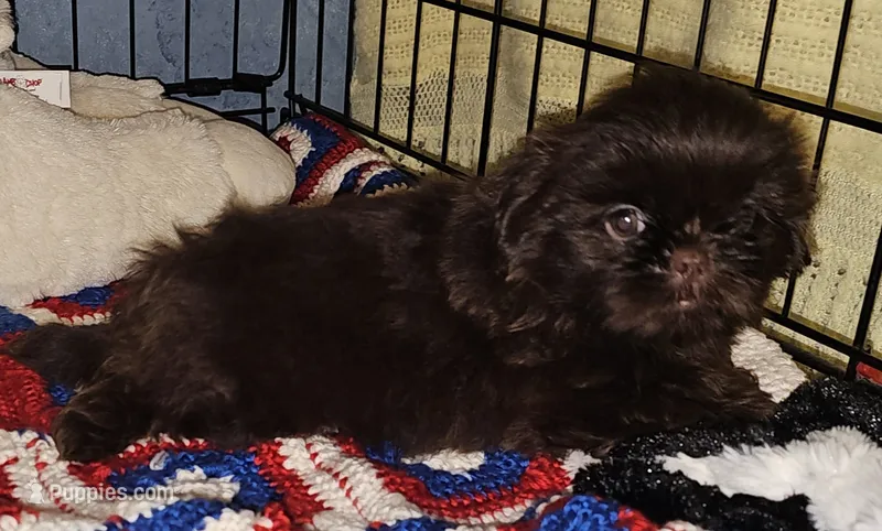 Choco – Shih Tzu puppy for sale in Connersville, IN