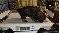 Big Boy, a male Shih Tzu for sale in Connersville, IN – 5 of 5