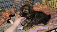 Big Boy, a male Shih Tzu for sale in Connersville, IN – 3 of 5