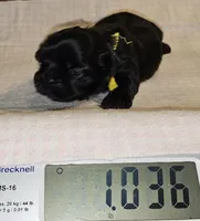 Yellow , a female Shih Tzu for sale in Connersville, IN – Photo 2 of 5