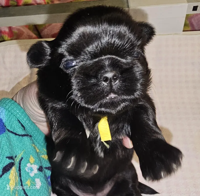 Yellow , a female Shih Tzu for sale in Connersville, IN – Photo 1 of 5