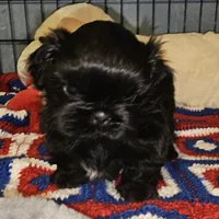 Blackie, a male Shih Tzu for sale in Connersville, IN – 2 of 6
