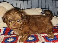 Flame, a male Shih Tzu for sale in Connersville, IN – 6 of 8