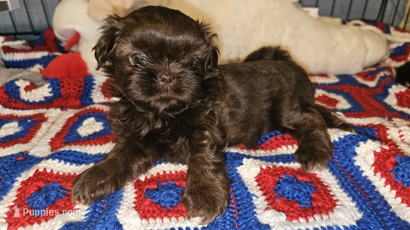 Mocha – Shih Tzu puppy for sale in Connersville, IN