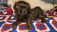 Mocha, a female Shih Tzu for sale in Connersville, IN – 1 of 5