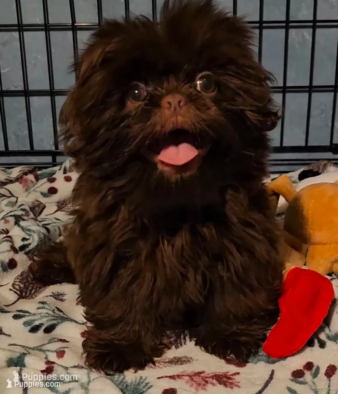 Chocolate  – Shih Tzu puppy for sale in Connersville, IN
