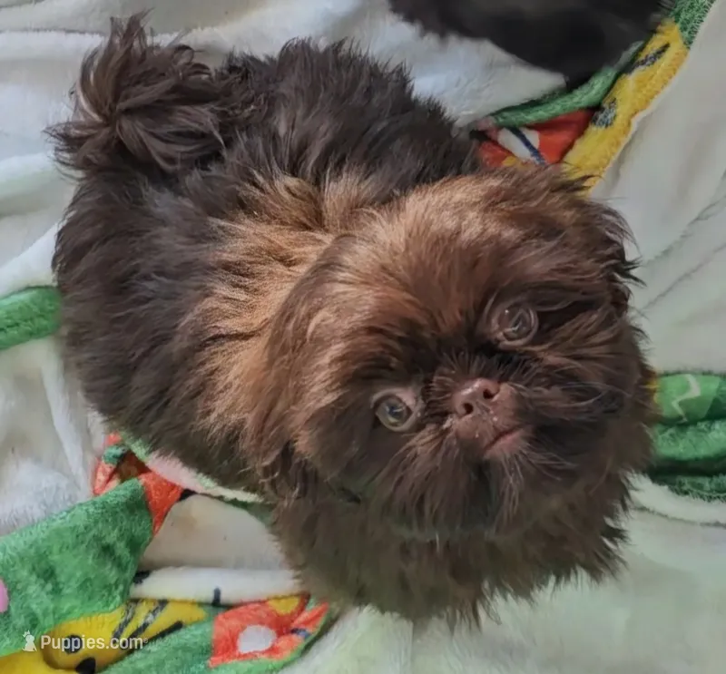 Hershey  – Shih Tzu puppy for sale in Connersville, IN