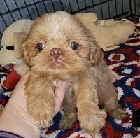 Goldie , a female Shih Tzu for sale in Connersville, IN – 2 of 6