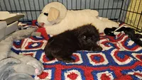 Hershey , a female Shih Tzu for sale in Connersville, IN – 4 of 5