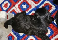 Blackie, a male Shih Tzu for sale in Connersville, IN – 4 of 6
