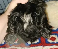 Blackie, a male Shih Tzu for sale in Connersville, IN – 4 of 6