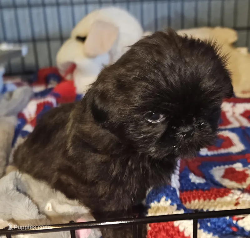 Ash – Shih Tzu puppy for sale in Connersville, IN