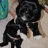 Tippy, a male Shih Tzu for sale in Connersville, IN – Photo 4 of 5