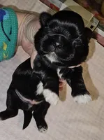 Goti, a male Shih Tzu for sale in Connersville, IN – Photo 4 of 5