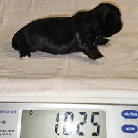 Tippy, a male Shih Tzu for sale in Connersville, IN – Photo 5 of 5