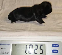 Goti, a male Shih Tzu for sale in Connersville, IN – Photo 5 of 5