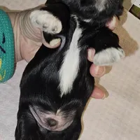 Tippy, a male Shih Tzu for sale in Connersville, IN – Photo 2 of 5