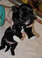 Goti, a male Shih Tzu for sale in Connersville, IN – Photo 3 of 5