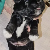 Tippy, a male Shih Tzu for sale in Connersville, IN – Photo 1 of 5