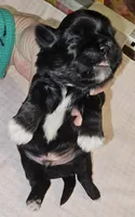 Goti, a male Shih Tzu for sale in Connersville, IN – Photo 1 of 5