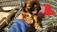 Chris Eve, a female Shih Tzu for sale in Connersville, IN – Photo 4 of 7