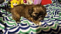 Chris Eve, a female Shih Tzu for sale in Connersville, IN – Photo 6 of 7