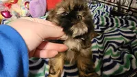 Chris Eve, a female Shih Tzu for sale in Connersville, IN – Photo 2 of 7