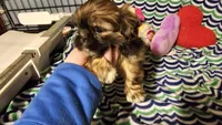 Chris Eve, a female Shih Tzu for sale in Connersville, IN – Photo 5 of 7