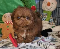 Red Copper , a male Shih Tzu for sale in Connersville, IN – 4 of 6
