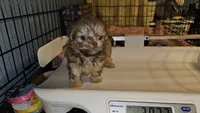 AKC  Cream, a female Shih Tzu for sale in Connersville, IN – 3 of 5