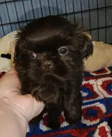 Choco, a male Shih Tzu for sale in Connersville, IN – 3 of 5