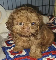 AKC Red , a male Shih Tzu for sale in Connersville, IN – 2 of 6