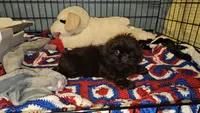 Hershey , a female Shih Tzu for sale in Connersville, IN – 3 of 5
