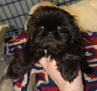Tiny girl , a female Shih Tzu for sale in Connersville, IN – 6 of 7