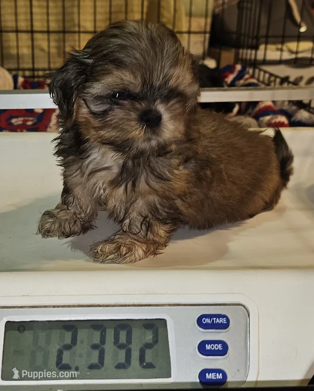 Flashy – Shih Tzu puppy for sale in Connersville, IN