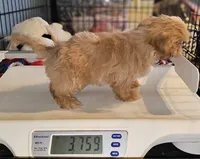 Golden girl , a female Shih Tzu for sale in Connersville, IN – 6 of 6