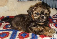 Paisley , a female Shih Tzu for sale in Connersville, IN – 5 of 7