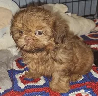 AKC Red , a male Shih Tzu for sale in Connersville, IN – 4 of 6