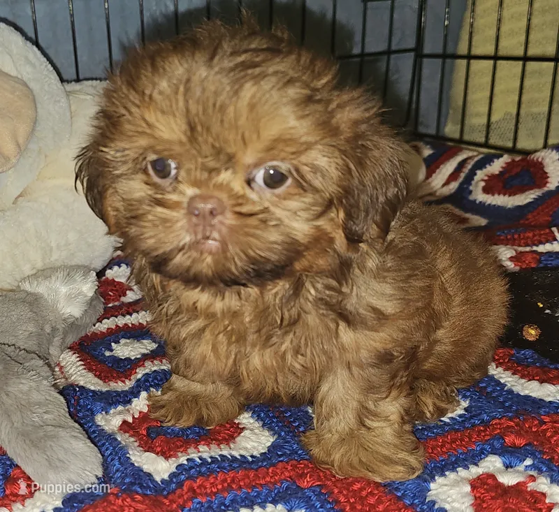 AKC Red  – Shih Tzu puppy for sale in Connersville, IN