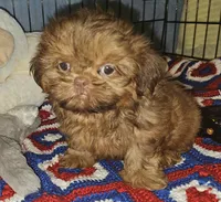 AKC Red , a male Shih Tzu for sale in Connersville, IN – 1 of 6