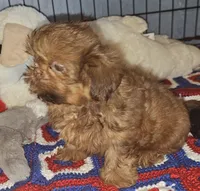 AKC Red , a male Shih Tzu for sale in Connersville, IN – 3 of 6