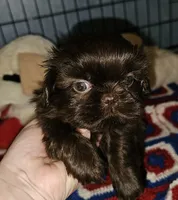 Choco, a male Shih Tzu for sale in Connersville, IN – 4 of 5